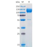 SDS-PAGE - Recombinant Human TrkC Protein (Fc Tag) (A318172) - Antibodies.com
