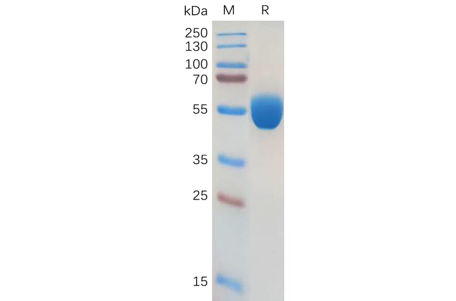 SDS-PAGE - Recombinant Human GM-CSF Protein (Fc Tag) (A318173) - Antibodies.com