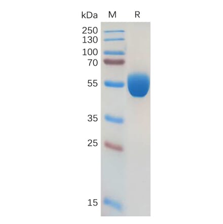 SDS-PAGE - Recombinant Human GM-CSF Protein (Fc Tag) (A318173) - Antibodies.com