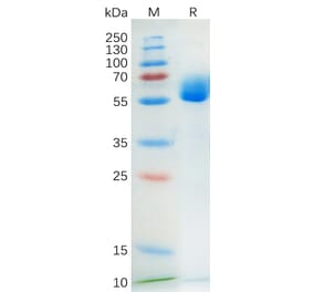 SDS-PAGE - Recombinant Human SCF Protein (Fc Tag) (A318174) - Antibodies.com
