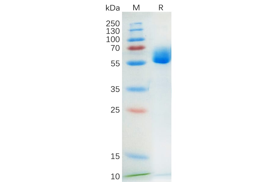 SDS-PAGE - Recombinant Human SCF Protein (Fc Tag) (A318174) - Antibodies.com
