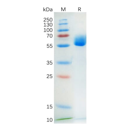 SDS-PAGE - Recombinant Human SCF Protein (Fc Tag) (A318174) - Antibodies.com