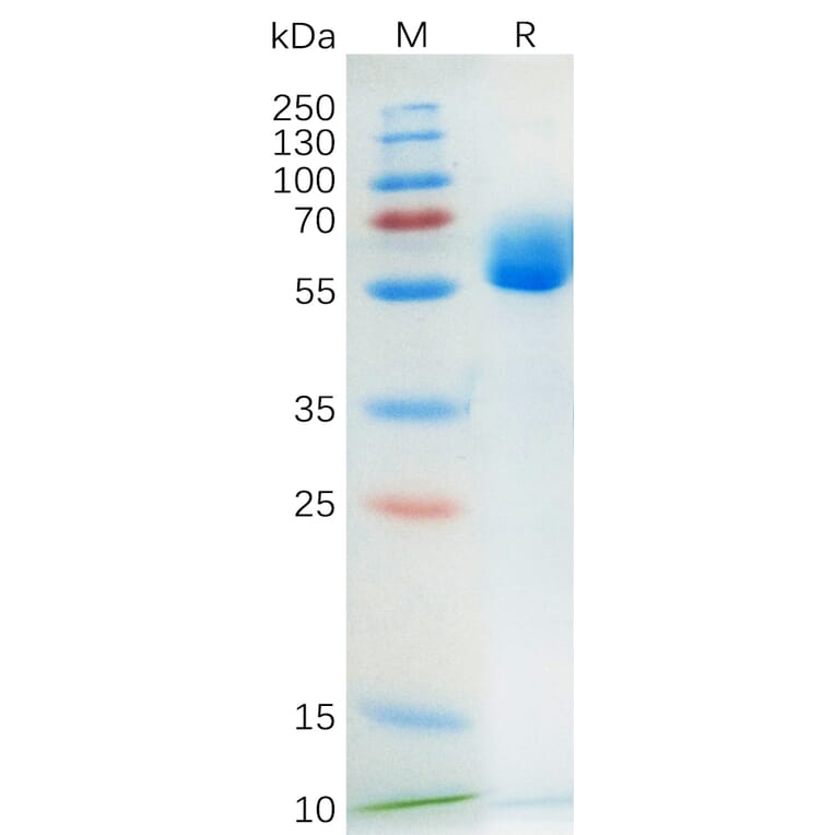 SDS-PAGE - Recombinant Human SCF Protein (Fc Tag) (A318174) - Antibodies.com