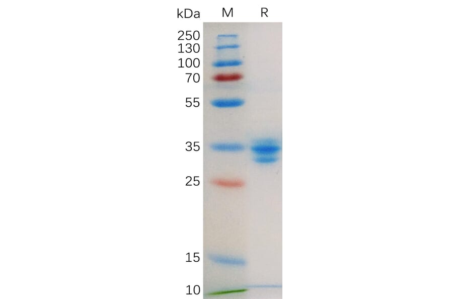 SDS-PAGE - Recombinant Human GPCR GPRC5D Protein (Fc Tag) (A318179) - Antibodies.com