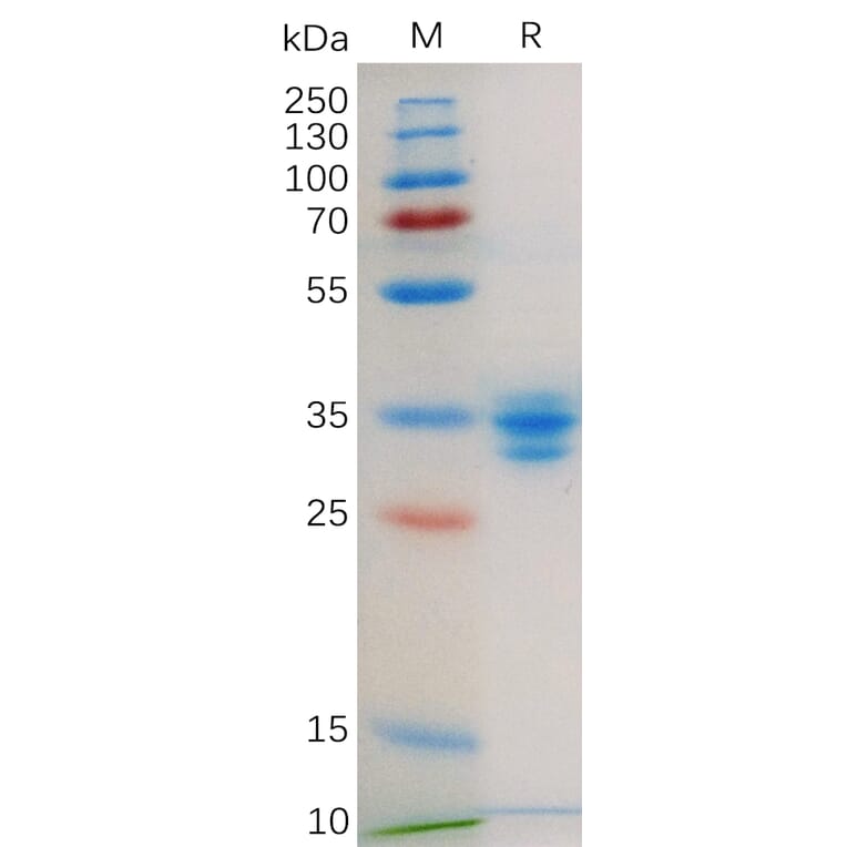 SDS-PAGE - Recombinant Human GPCR GPRC5D Protein (Fc Tag) (A318179) - Antibodies.com