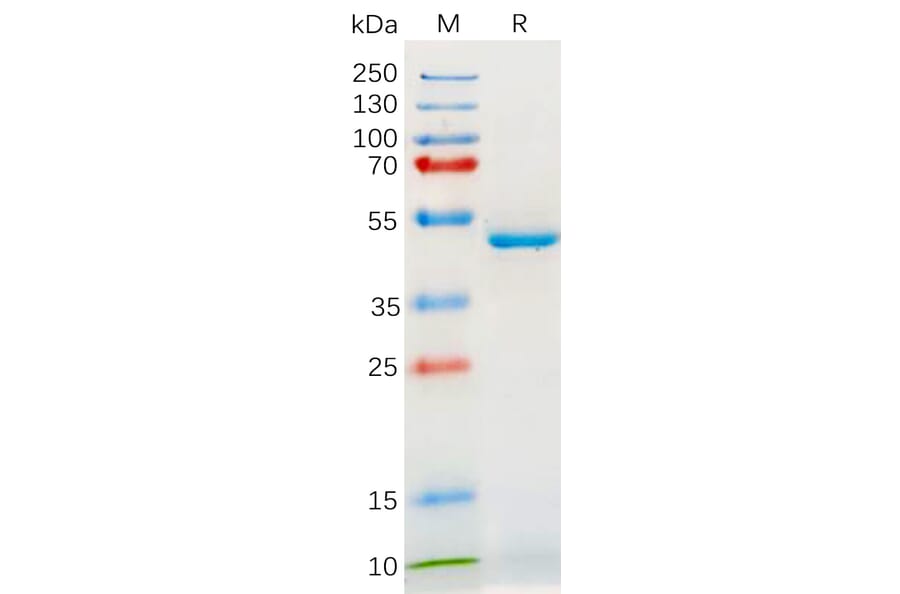 SDS-PAGE - Recombinant Human IL-18 Protein (Fc Tag) (A318180) - Antibodies.com