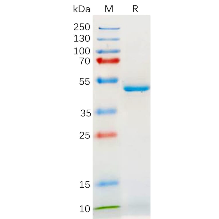 SDS-PAGE - Recombinant Human IL-18 Protein (Fc Tag) (A318180) - Antibodies.com