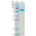 SDS-PAGE - Recombinant Human Junctional Adhesion Molecule 1/JAM-A Protein (Fc Tag) (A318184) - Antibodies.com
