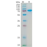 SDS-PAGE - Recombinant Human Nectin 2 Protein (Fc Tag) (A318185) - Antibodies.com