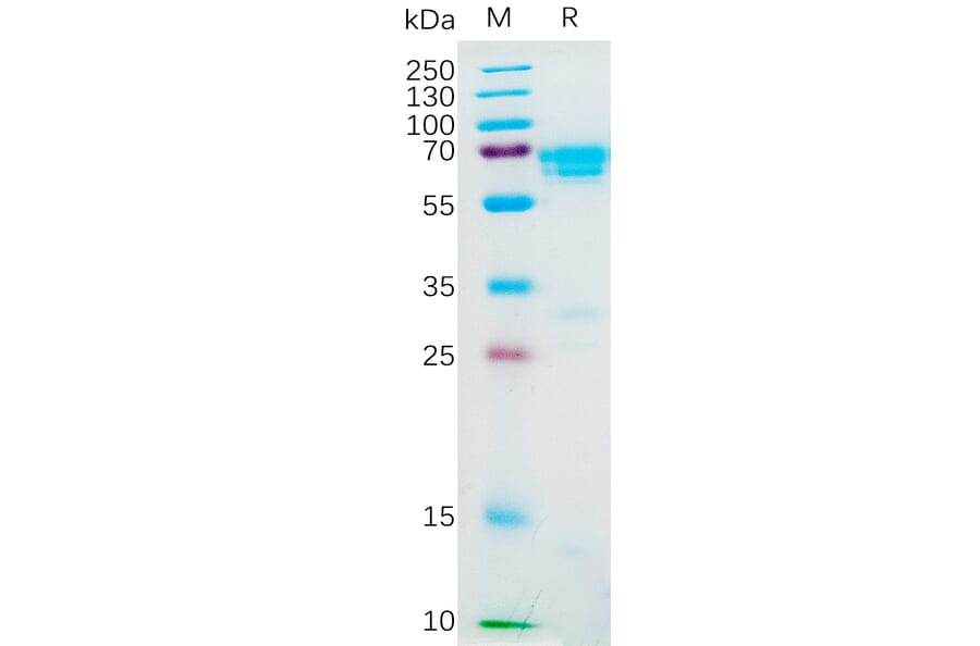 SDS-PAGE - Recombinant Human M-CSF Protein (Fc Tag) (A318188) - Antibodies.com