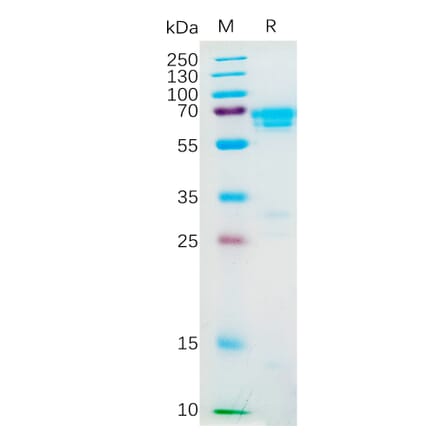 SDS-PAGE - Recombinant Human M-CSF Protein (Fc Tag) (A318188) - Antibodies.com