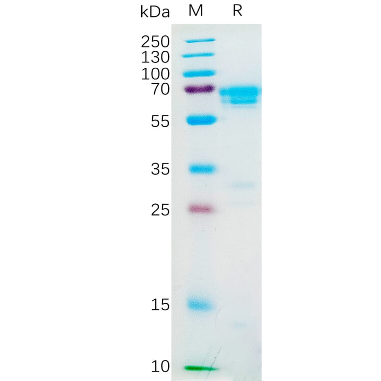 SDS-PAGE - Recombinant Human M-CSF Protein (Fc Tag) (A318188) - Antibodies.com