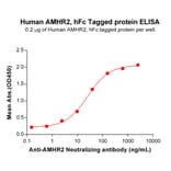 ELISA - Recombinant Human AMHR2 Protein (Fc Tag) (A318189) - Antibodies.com