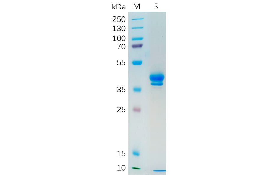 SDS-PAGE - Recombinant Human MUC1 Protein (Fc Tag) (A318191) - Antibodies.com
