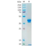 SDS-PAGE - Recombinant Human MUC1 Protein (Fc Tag) (A318191) - Antibodies.com
