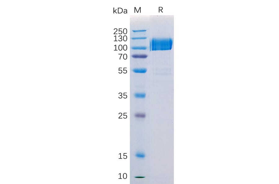 SDS-PAGE - Recombinant Human Axl Protein (Fc Tag) (A318206) - Antibodies.com