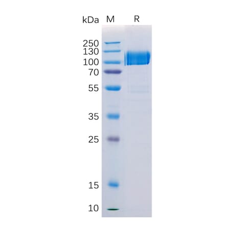 SDS-PAGE - Recombinant Human Axl Protein (Fc Tag) (A318206) - Antibodies.com