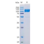 SDS-PAGE - Recombinant Human Axl Protein (Fc Tag) (A318206) - Antibodies.com
