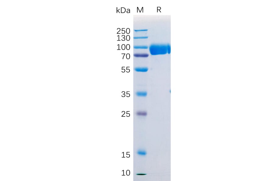 SDS-PAGE - Recombinant Human SIRP alpha Protein (Fc Tag) (A318207) - Antibodies.com