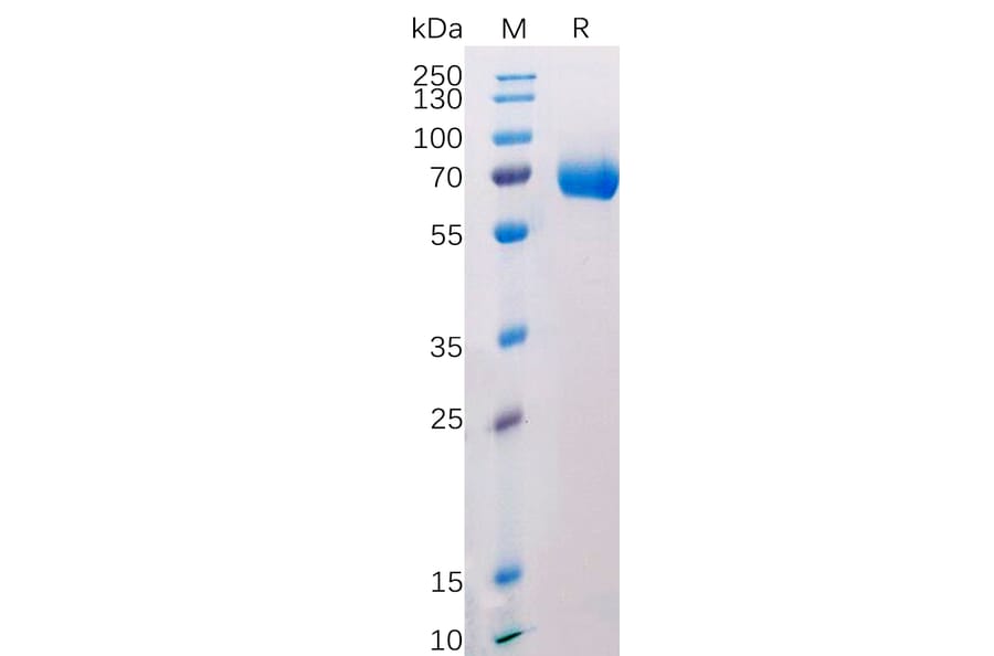 SDS-PAGE - Recombinant Human CD38 Protein (Fc Tag) (A318208) - Antibodies.com