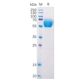 SDS-PAGE - Recombinant Mouse CD272/BTLA Protein (Fc Tag) (A318213) - Antibodies.com