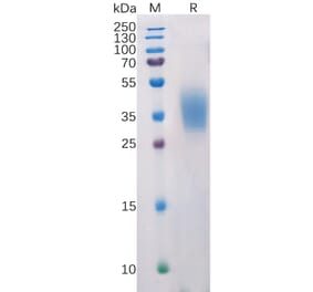 SDS-PAGE - Recombinant Human PD-L2 Protein (6×His Tag) (A318218) - Antibodies.com