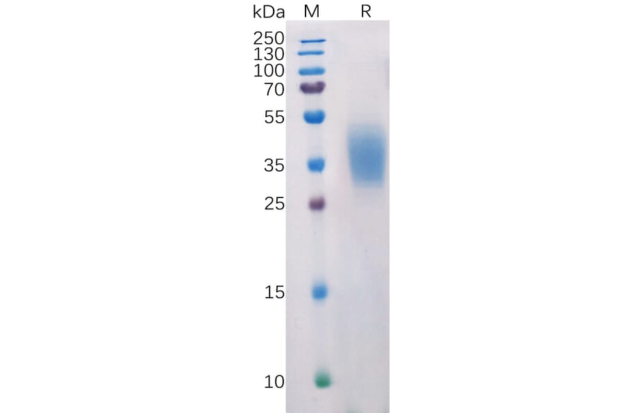 SDS-PAGE - Recombinant Human PD-L2 Protein (6×His Tag) (A318218) - Antibodies.com