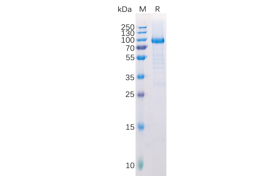 SDS-PAGE - Recombinant Human LAG-3 Protein (Fc Tag) (A318222) - Antibodies.com