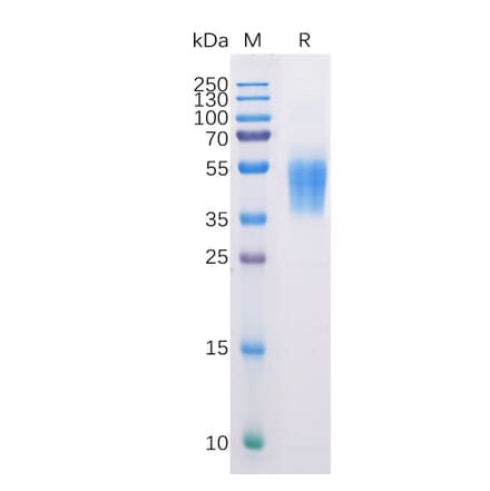 SDS-PAGE - Recombinant Human B7-H6 Protein (6×His Tag) (A318225) - Antibodies.com