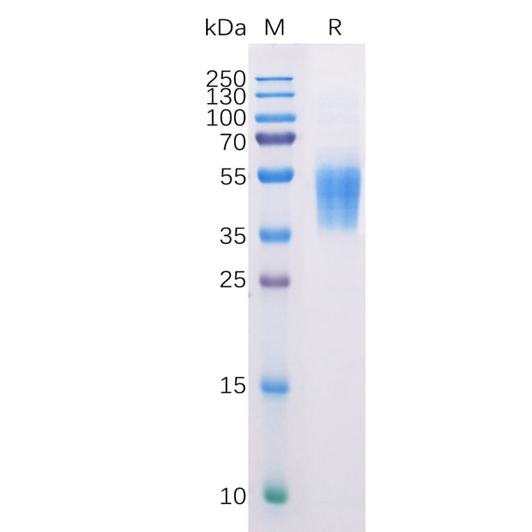 SDS-PAGE - Recombinant Human B7-H6 Protein (6×His Tag) (A318225) - Antibodies.com