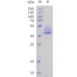 SDS-PAGE - Recombinant Human BAFF-R Protein (Fc Tag) (A318232) - Antibodies.com