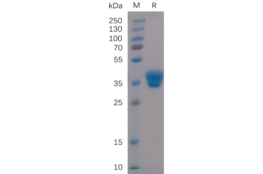 SDS-PAGE - Recombinant Human IgG1 Fc Protein (A318235) - Antibodies.com