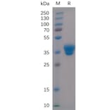 SDS-PAGE - Recombinant Human IgG1 Fc Protein (A318235) - Antibodies.com