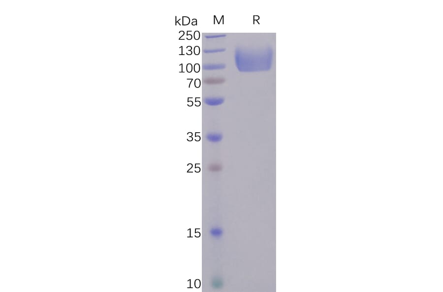 SDS-PAGE - Recombinant Human Poliovirus Receptor/PVR Protein (Fc Tag) (A318245) - Antibodies.com