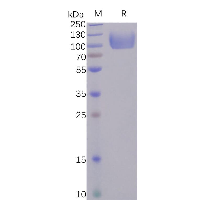 SDS-PAGE - Recombinant Human Poliovirus Receptor/PVR Protein (Fc Tag) (A318245) - Antibodies.com