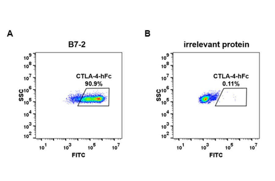 Flow Cytometry - Recombinant Human CTLA4 Protein (Fc Tag) (A318249) - Antibodies.com