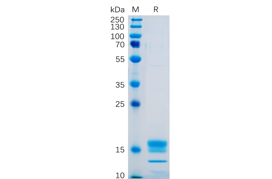 SDS-PAGE - Recombinant Human TNFSF18/GITRL Protein (6×His Tag) (A318250) - Antibodies.com