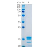 SDS-PAGE - Recombinant Human TNFSF18/GITRL Protein (6×His Tag) (A318250) - Antibodies.com