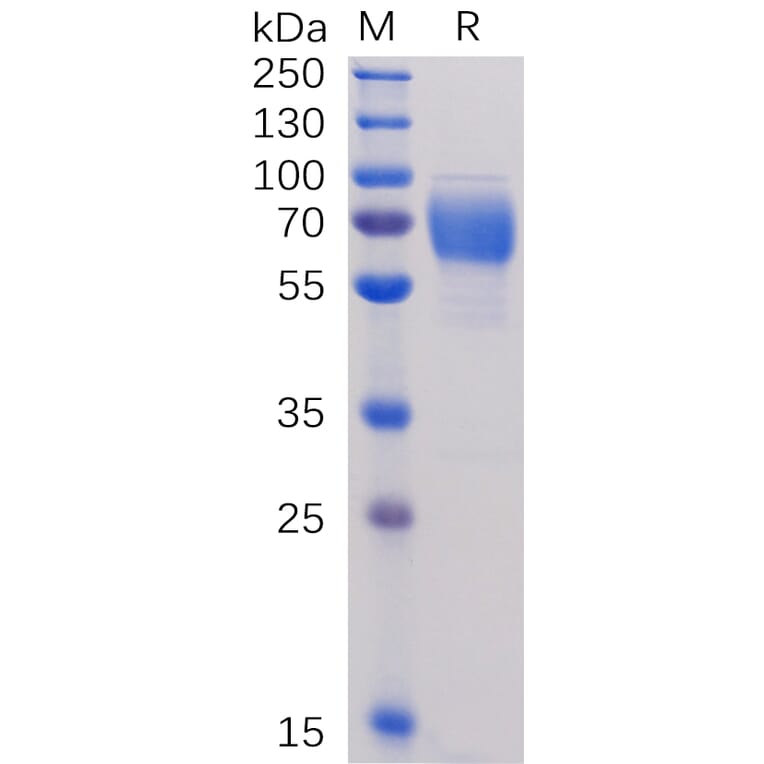 SDS-PAGE - Recombinant Human 2B4 Protein (Fc Tag) (A318251) - Antibodies.com