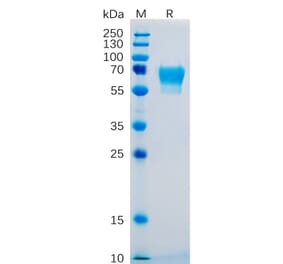 SDS-PAGE - Recombinant Human CD27 Protein (Fc Tag) (A318253) - Antibodies.com