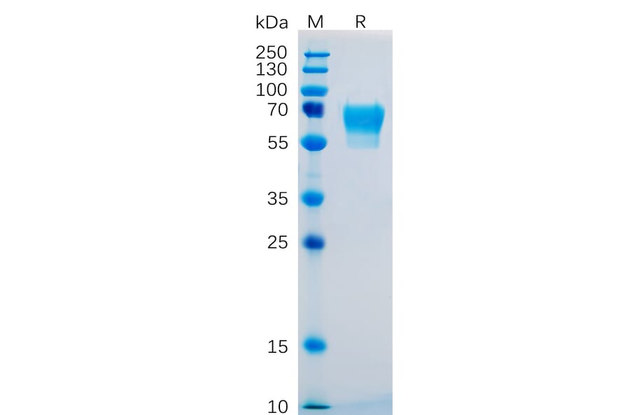 SDS-PAGE - Recombinant Human CD27 Protein (Fc Tag) (A318253) - Antibodies.com