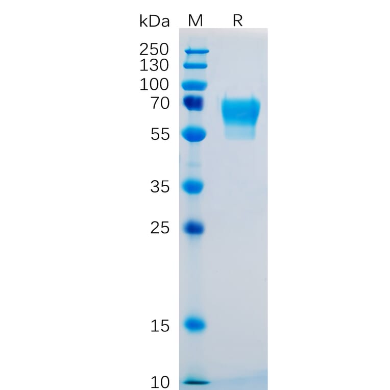 SDS-PAGE - Recombinant Human CD27 Protein (Fc Tag) (A318253) - Antibodies.com