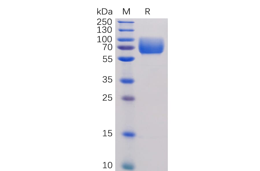 SDS-PAGE - Recombinant Human CD86 Protein (Fc Tag) (A318254) - Antibodies.com