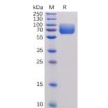 SDS-PAGE - Recombinant Human CD86 Protein (Fc Tag) (A318254) - Antibodies.com