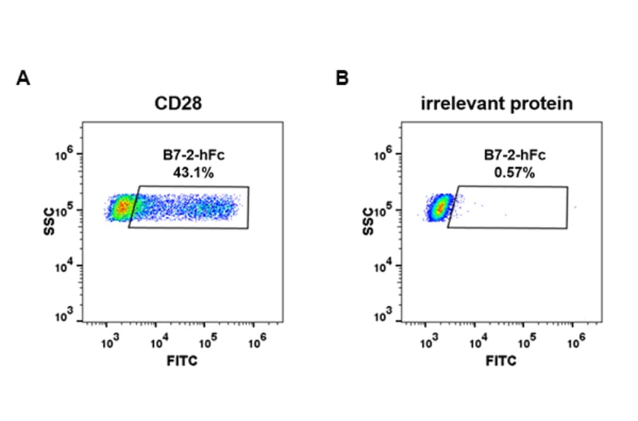 Flow Cytometry - Recombinant Human CD86 Protein (Fc Tag) (A318254) - Antibodies.com