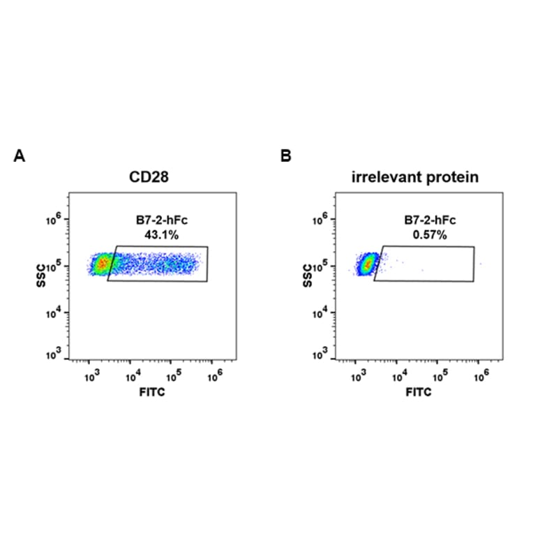 Flow Cytometry - Recombinant Human CD86 Protein (Fc Tag) (A318254) - Antibodies.com