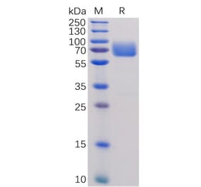 SDS-PAGE - Recombinant Human CD80 Protein (Fc Tag) (A318255) - Antibodies.com
