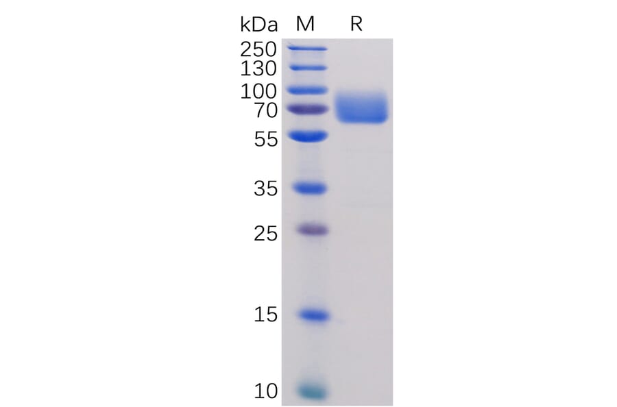 SDS-PAGE - Recombinant Human CD80 Protein (Fc Tag) (A318255) - Antibodies.com