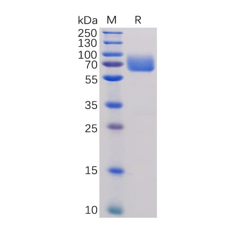 SDS-PAGE - Recombinant Human CD80 Protein (Fc Tag) (A318255) - Antibodies.com
