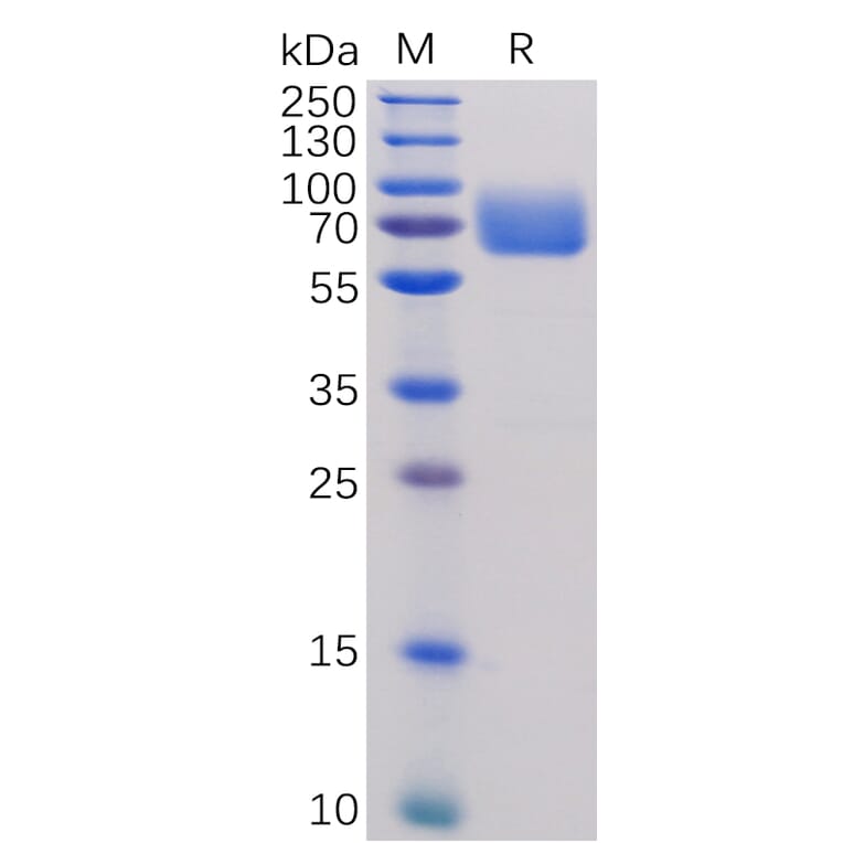 SDS-PAGE - Recombinant Human CD80 Protein (Fc Tag) (A318255) - Antibodies.com